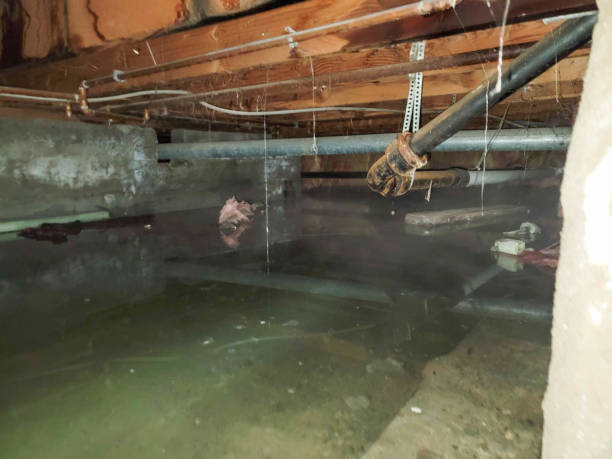 Best Water damage contractors near me  in Verona, PA